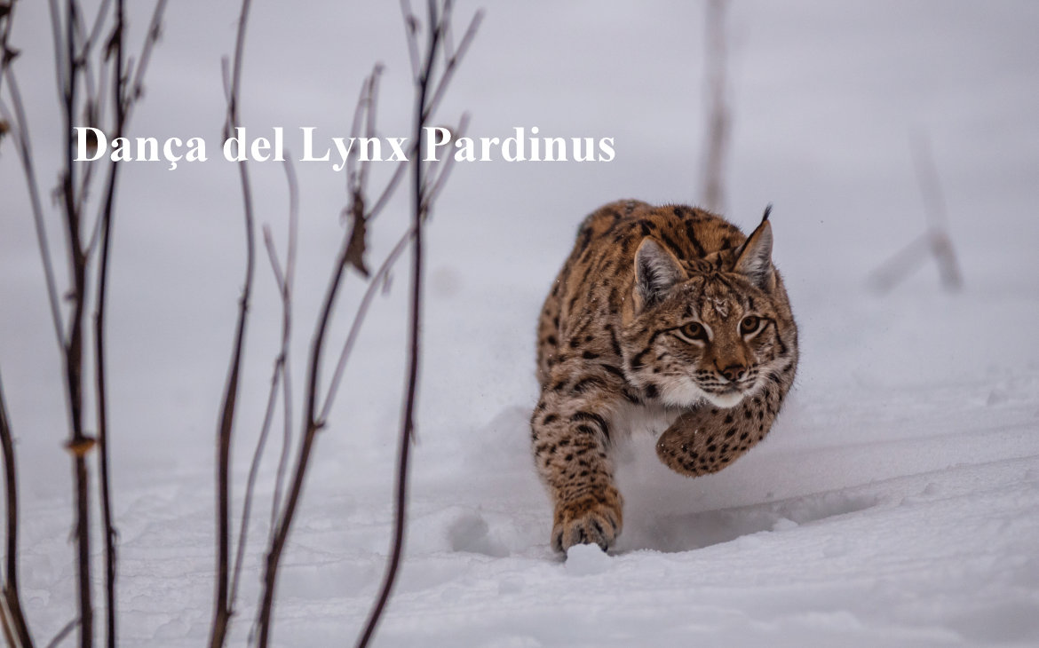 dança del lynx pardinus