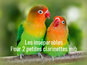 les perruches inseparables 1 ok