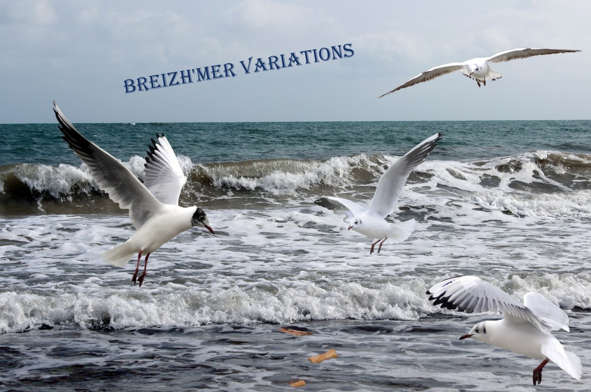 seagulls sea ocean meals bird brittany black headed gull flight 889281